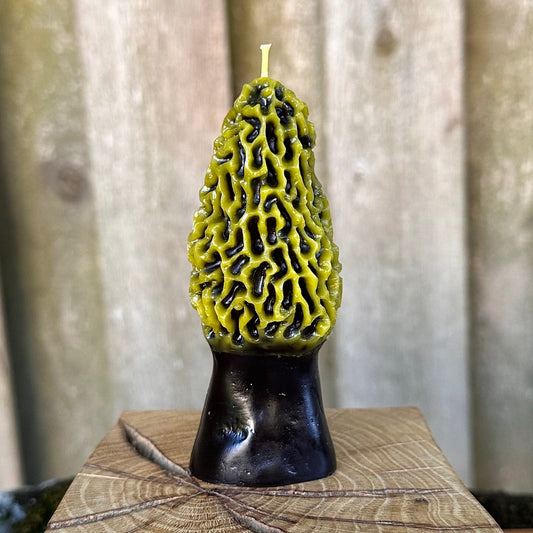 Two-Tone Morel Mushroom