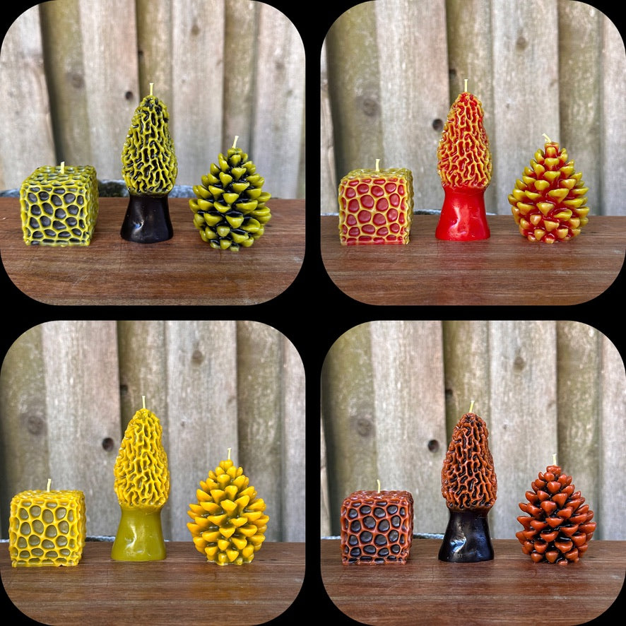 Two-Tone Morel Mushroom