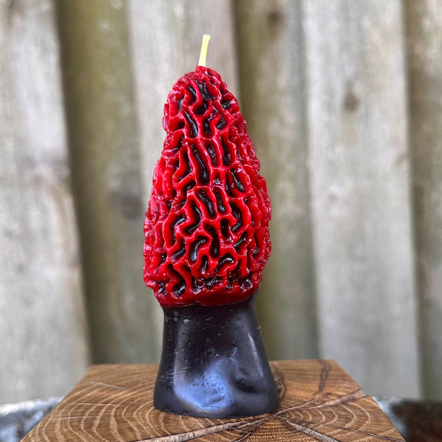 Two-Tone Morel Mushroom