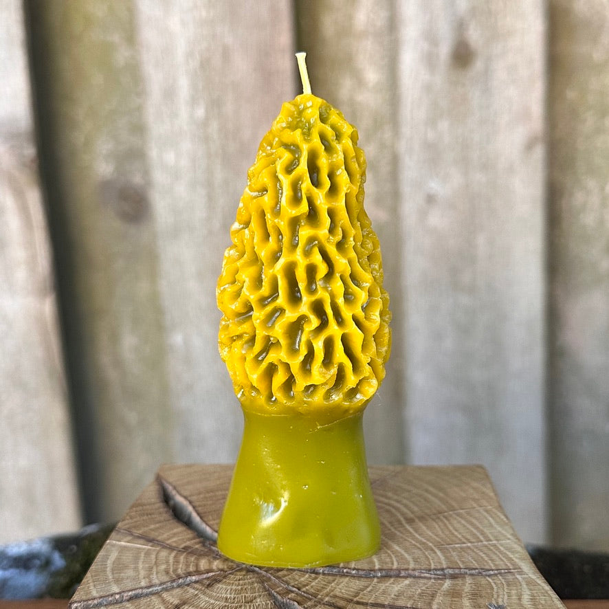 Two-Tone Morel Mushroom