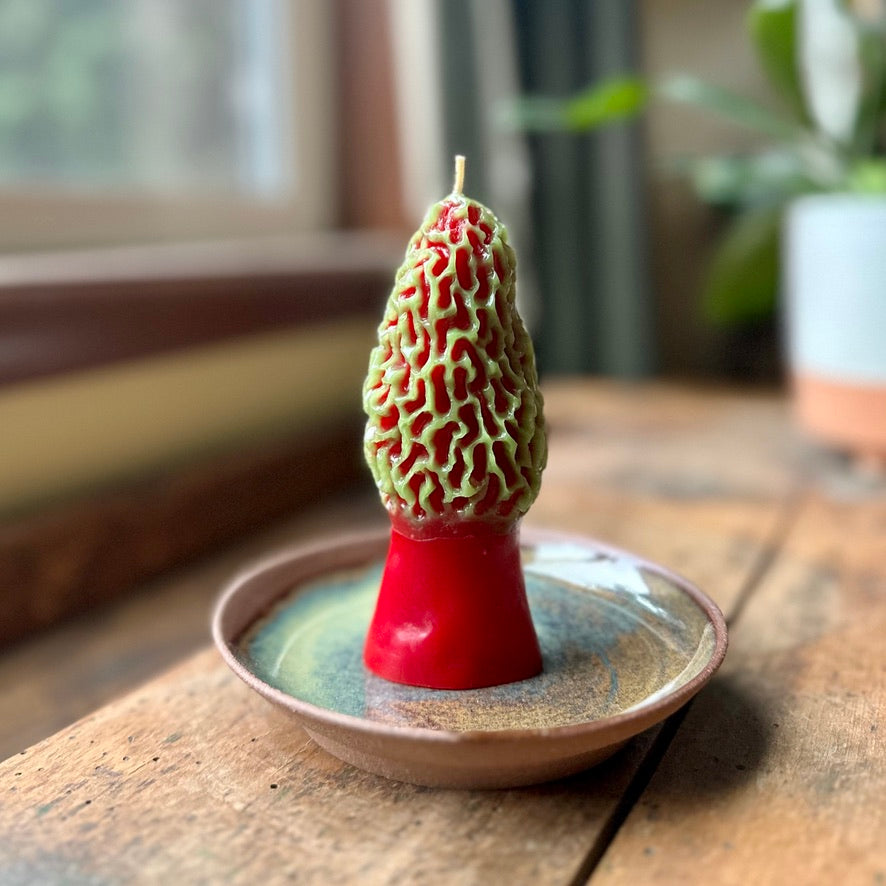 Morel Mushroom