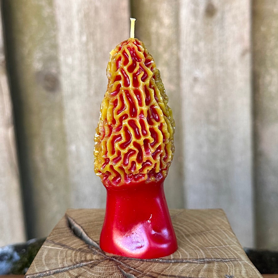 Two-Tone Morel Mushroom