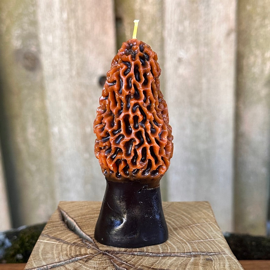 Two-Tone Morel Mushroom