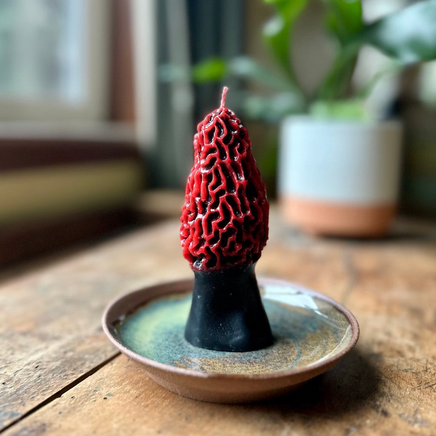 Morel Mushroom