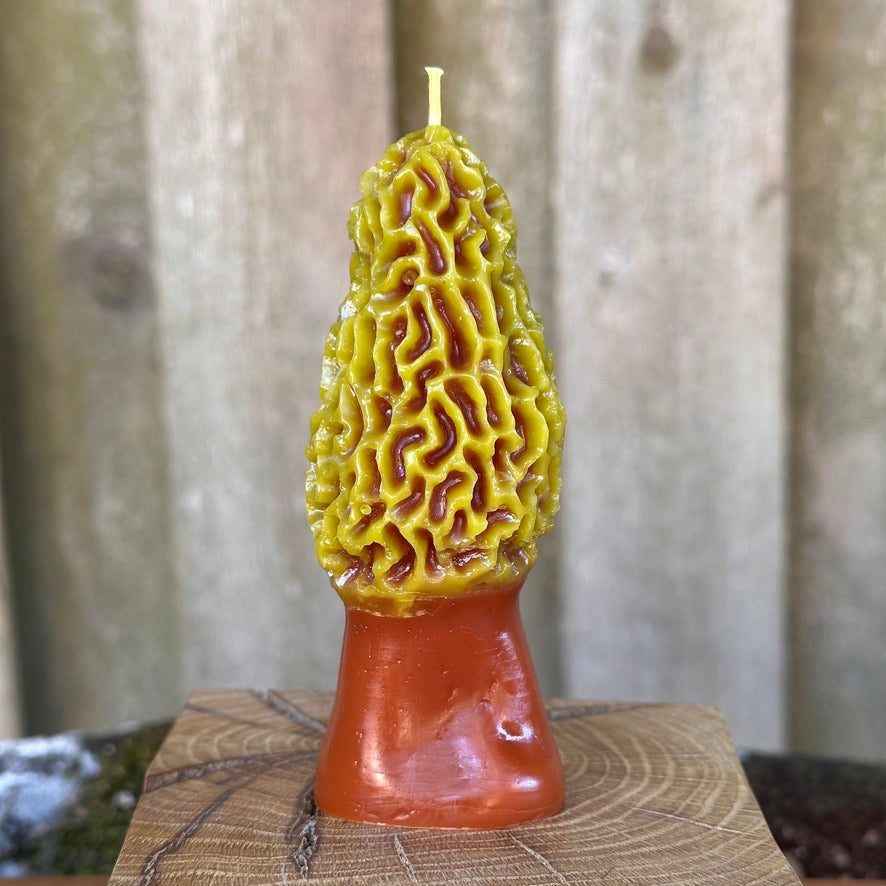 Two-Tone Morel Mushroom